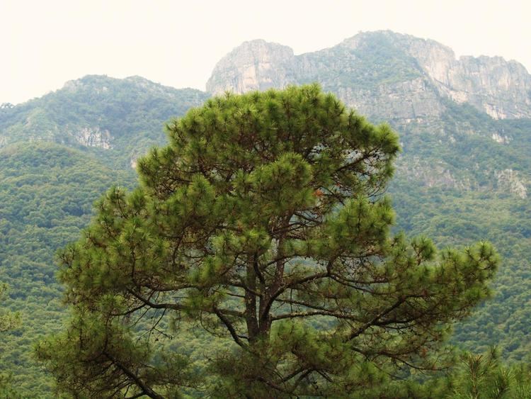 Pinus teocote SEINet Arizona Chapter Pinus teocote