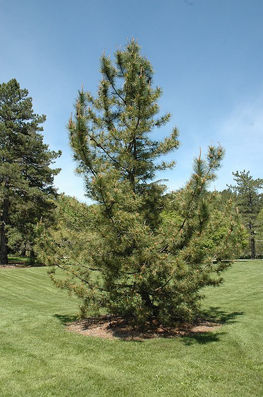 Pinus thunbergii Japanese Black Pine Pinus thunbergii in Long Island Westbury