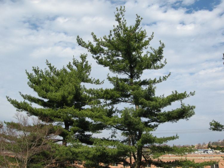 Pinus thunbergii Pinus thunbergii Japanese Black Pine
