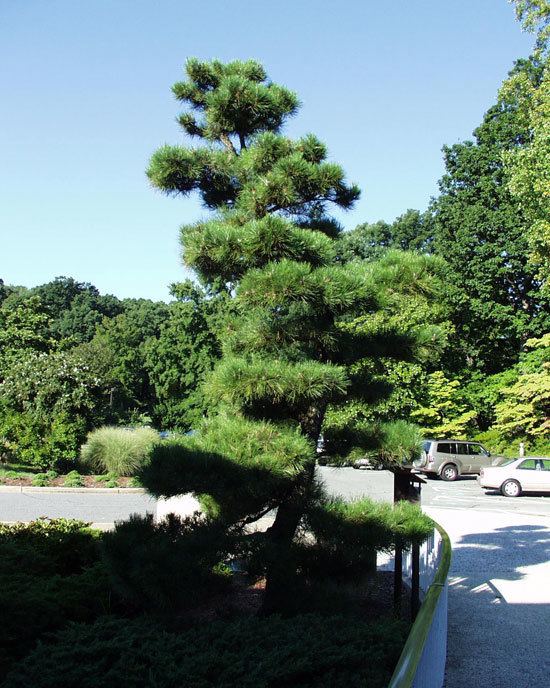 Pinus thunbergii UFEI SelecTree A Tree Selection Guide