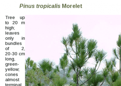 Pinus tropicalis Pinus tropicalis Plantae Flora and Fauna