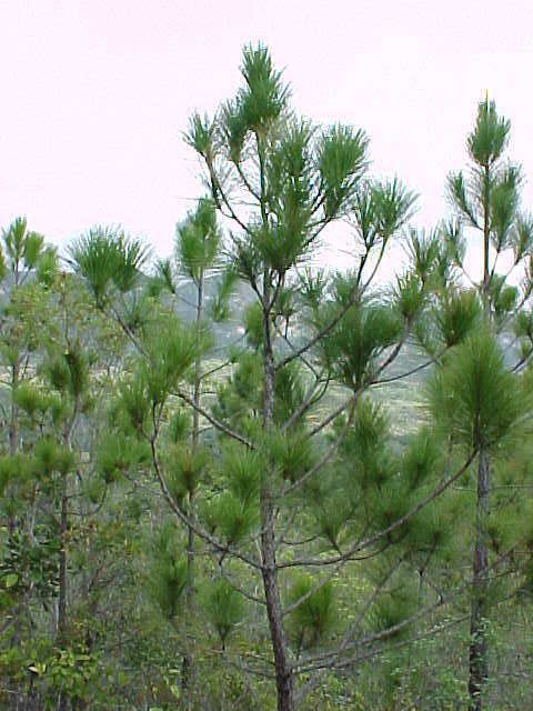 Pinus tropicalis Plants of Viales a pictorial guide Pinus tropicalis