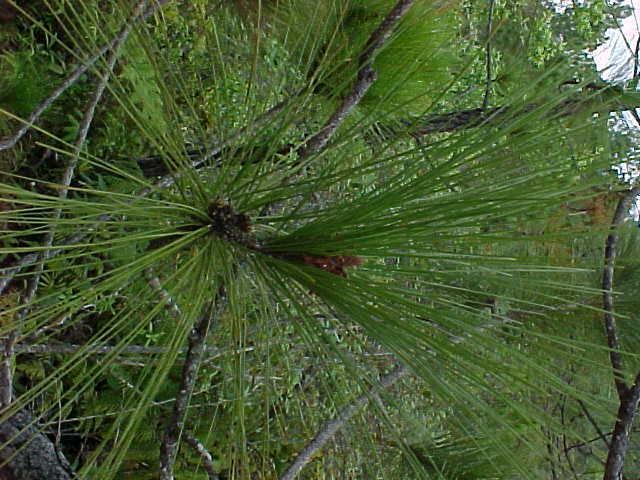 Pinus tropicalis wwwcybertruffleorgukvinalespicspinustropica
