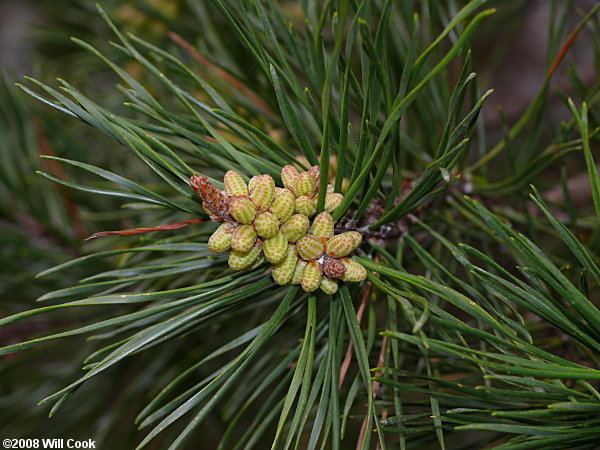 Pinus virginiana Pine Pinus virginiana
