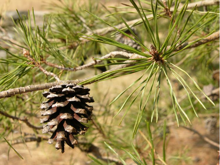Pinus virginiana Pinus virginiana Mill Checklist View