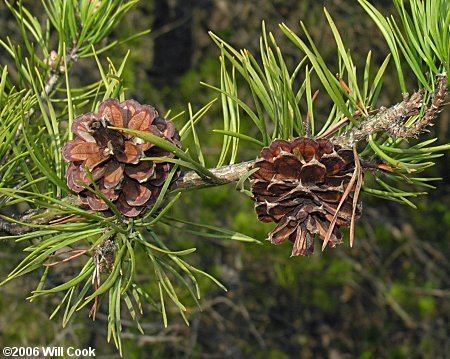 Pinus virginiana Virginia Pine Pinus virginiana