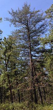 Pinus virginiana httpsuploadwikimediaorgwikipediacommonsthu