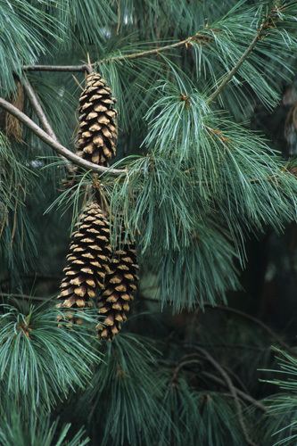 Pinus wallichiana wwwgreatplantpicksorgimagespinuswallichianar