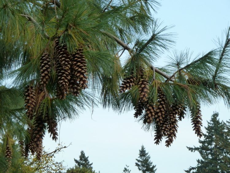 Pinus wallichiana Pinus wallichiana AB Jacks Checklist View