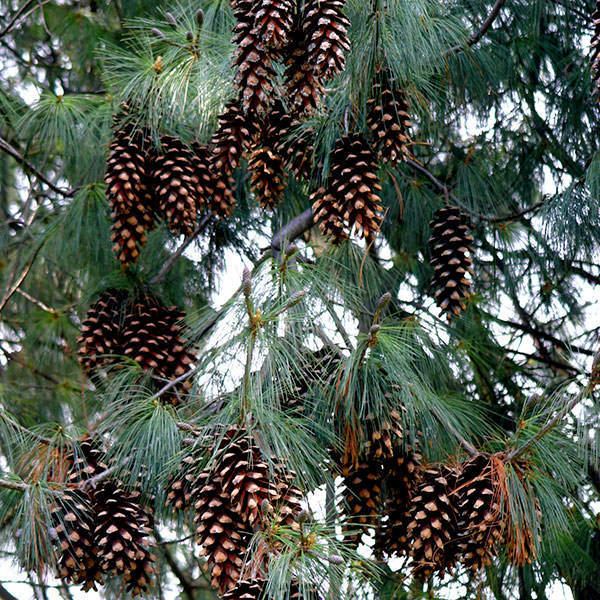 Pinus wallichiana Pinus wallichiana Himalayan pine Tree Shrub Majestic Trees