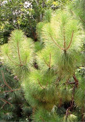 Pinus yunnanensis Pinus yunnanensis