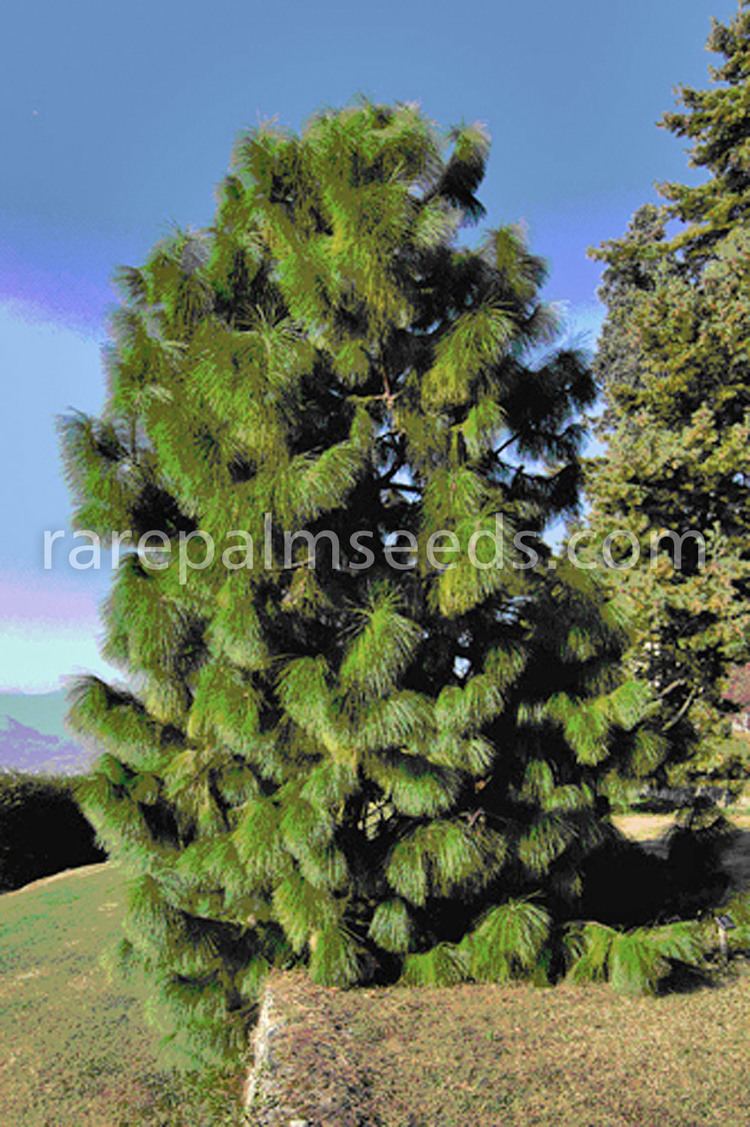 Pinus yunnanensis Pinus yunnanensis var yunnanensis buy seeds at rarepalmseedscom