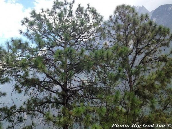 Pinus yunnanensis conifersgardencomimagescachePinusyunnanensis5