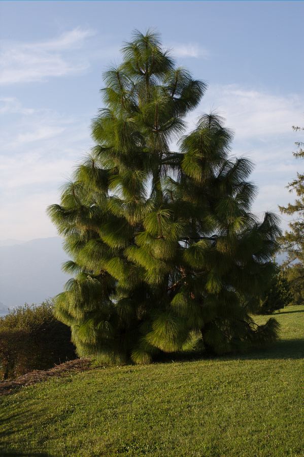 Pinus yunnanensis Pinus yunnanensis Intragnola Botanical Garden Lake Maggiore