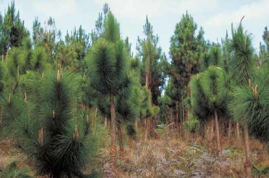 Pinus yunnanensis Yunnan Pine PINUS YUNNANENSIS 15 Seeds Trees eBay