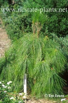Pinus yunnanensis yunnanensis