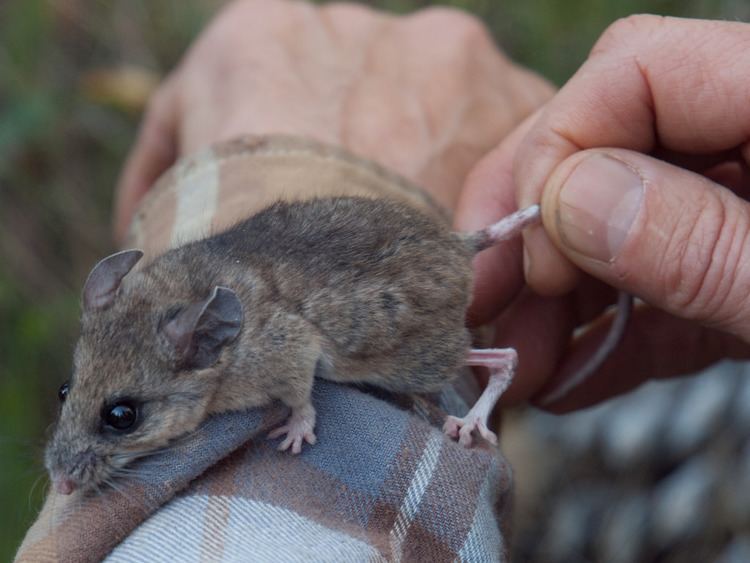 Pinyon mouse Pinyon Mouse Peromyscus truei Pinyon Mouse Peromyscus t Flickr