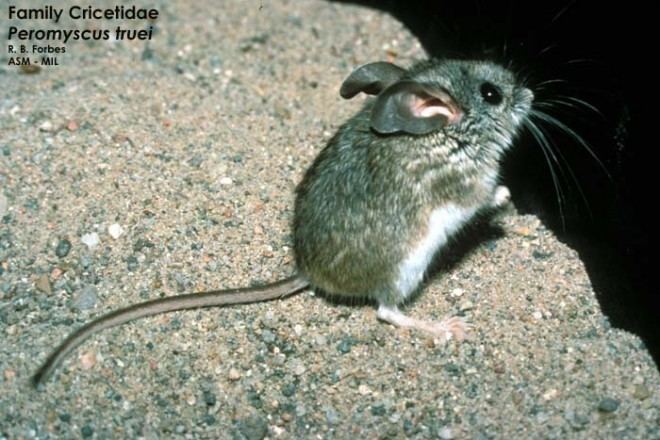 Pinyon mouse Peromyscus truei Pinyon mouse