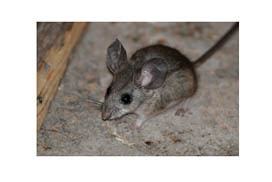Pinyon mouse Pinyon Mouse