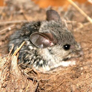 Pinyon mouse The pinyon mouse Nugget Newspaper Sisters Oregon News Events