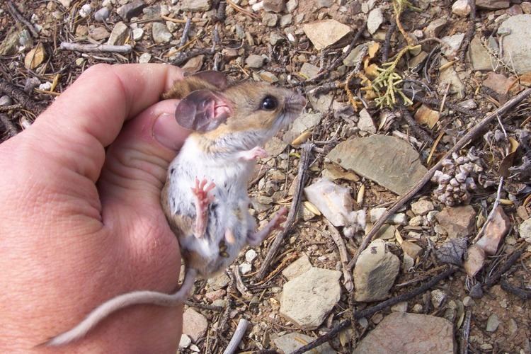 Pinyon mouse Pinyon Mouse Sevilleta LTER