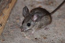 Pinyon mouse httpsuploadwikimediaorgwikipediacommonsthu