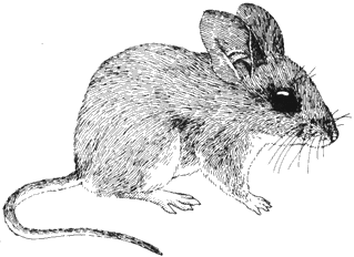 Pinyon mouse M120gif