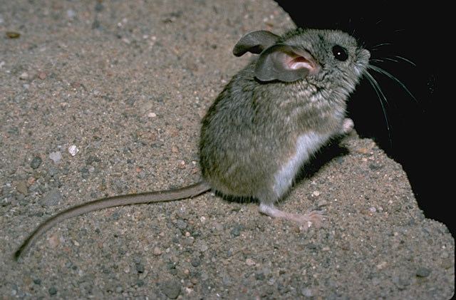 Pinyon mouse Peromyscus truei Pinon Mouse Discover Life