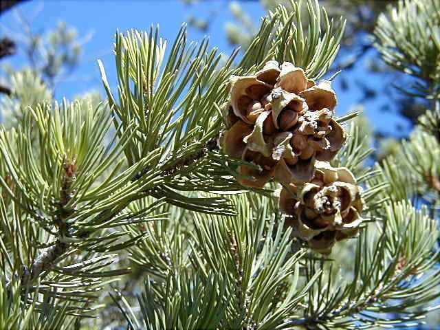 Pinyon pine Pinyon Pine Pinus edulis