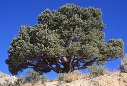 Pinyon pine httpsuploadwikimediaorgwikipediacommonsthu