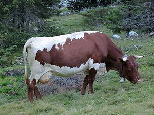 Pinzgauer cattle httpsuploadwikimediaorgwikipediacommonsthu