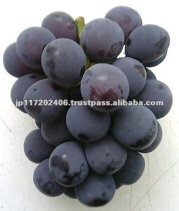 Pione (grape) Best Fruit Seedless New Pione Grape For Importers Buy Fruit Seed