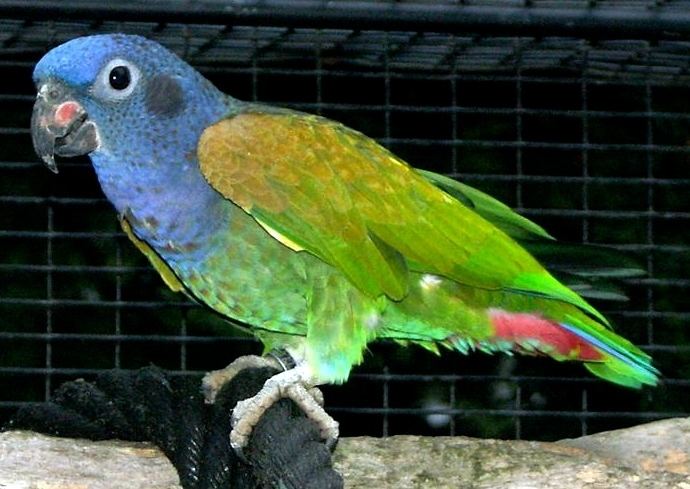 Pionus Blueheaded parrot Wikipedia
