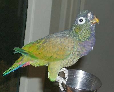 Pionus About Pionus Parrots Pionus Parrot Care Bird Information for All