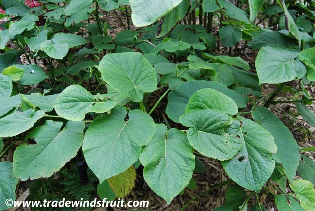 Piper auritum Root Beer Plant Piper auritum Seeds