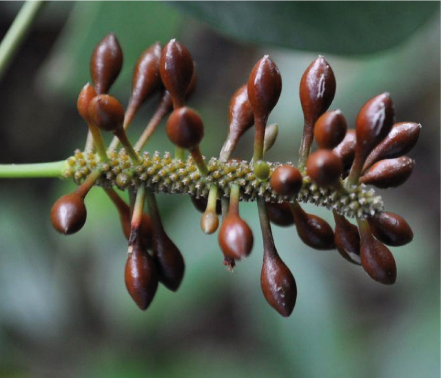 Piper borbonense Red voatsiperifery pepper