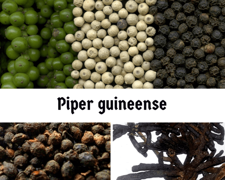 Piper guineense DO YOU KNOW THE HEALTH BENEFITS OF PIPER GUINEENSE 39UZIZA39