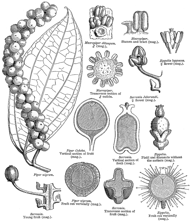 Piperaceae Angiosperm families Piperaceae CA Agardh