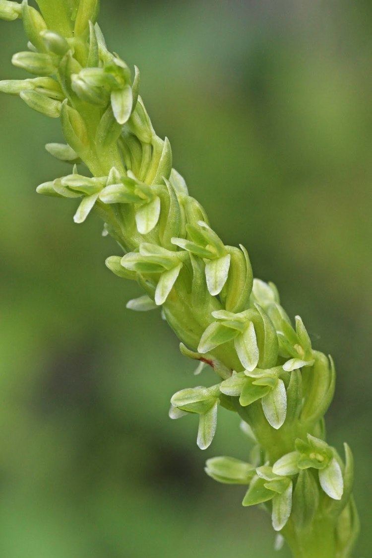 Piperia Native Orchids of the Pacific Northwest and the Canadian Rockies