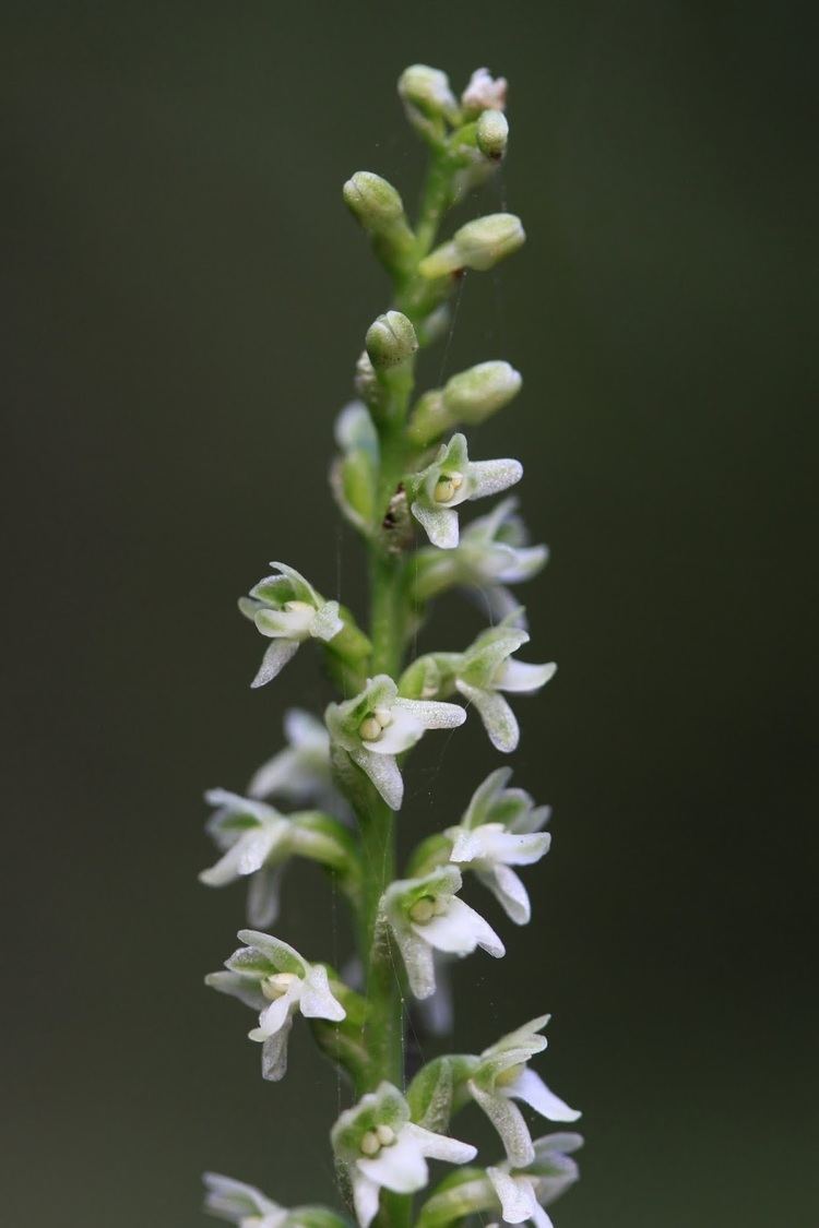 Piperia Native Orchids of the Pacific Northwest and the Canadian Rockies