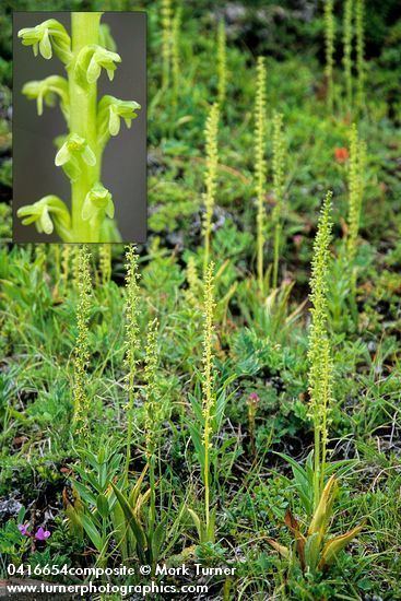 Piperia Piperia unalascensis shortspurred rein orchid Wildflowers of