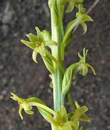 Piperia elongata httpsuploadwikimediaorgwikipediacommonsthu