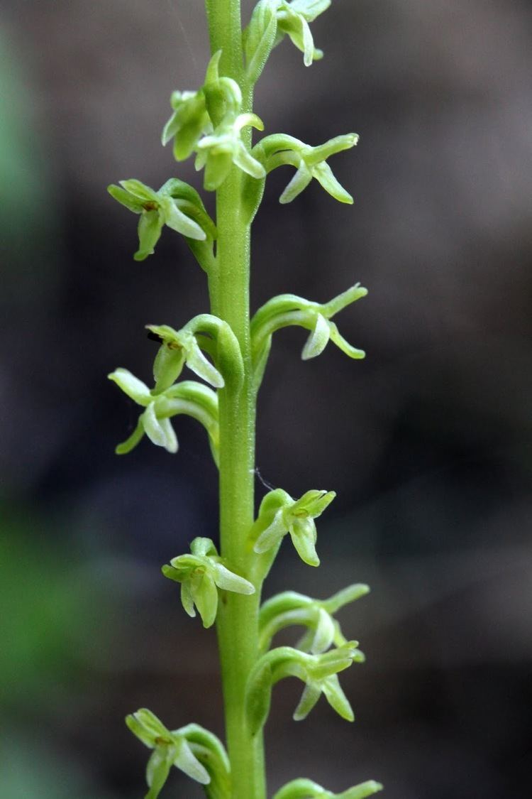 Piperia Native Orchids of the Pacific Northwest and the Canadian Rockies
