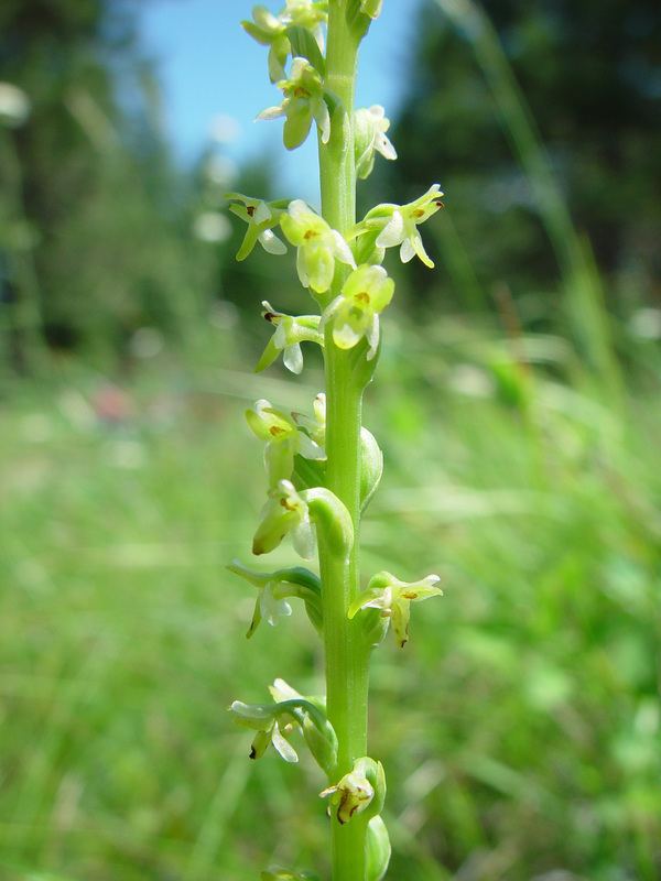 Piperia unalascensis Piperia unalascensis slenderspire orchid growisernet
