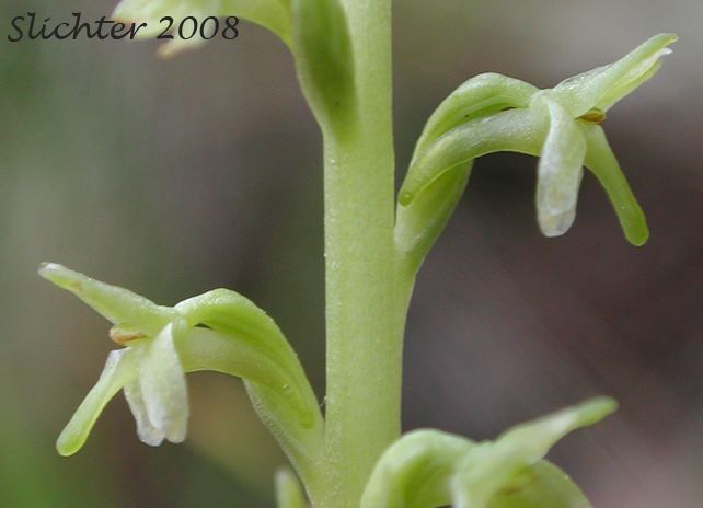 Piperia unalascensis Alaska Rein Orchid Alaskan Rein Orchid Shortspurred Bog Orchid
