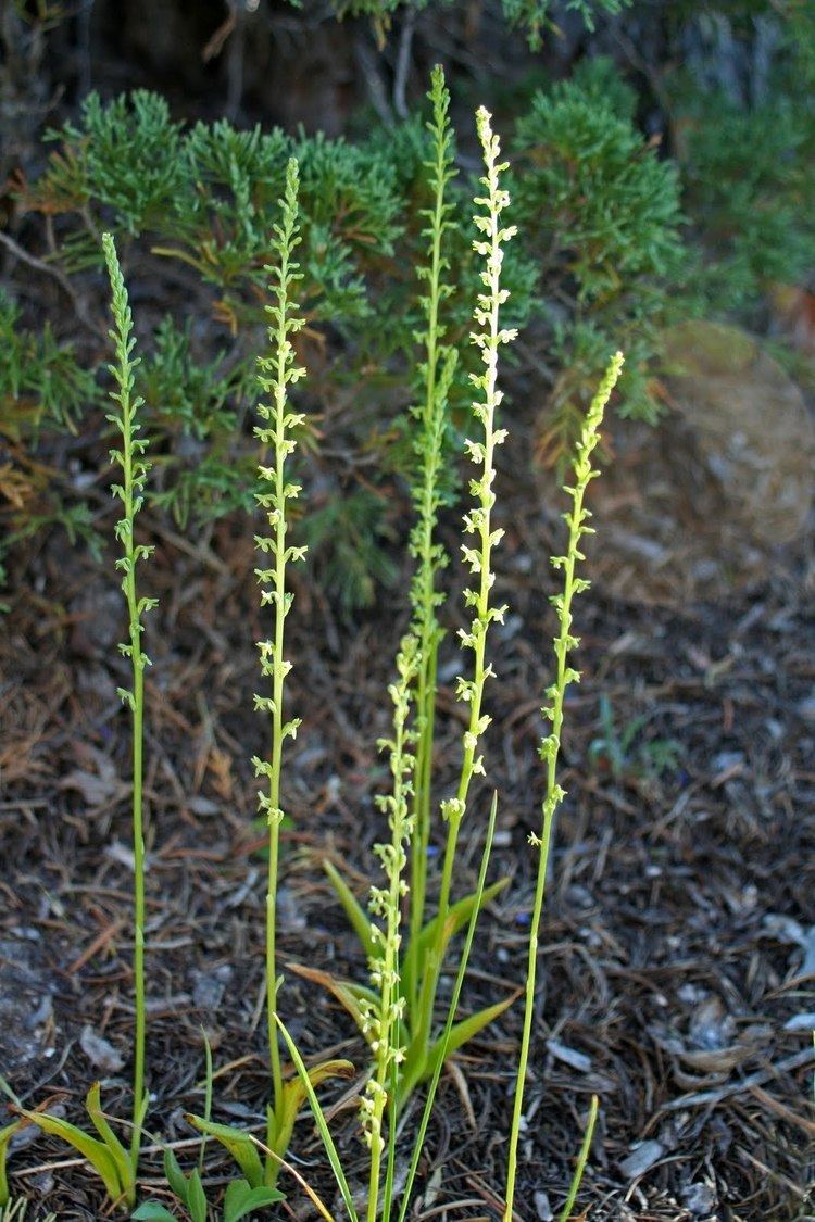 Piperia unalascensis Native Orchids of the Pacific Northwest and the Canadian Rockies