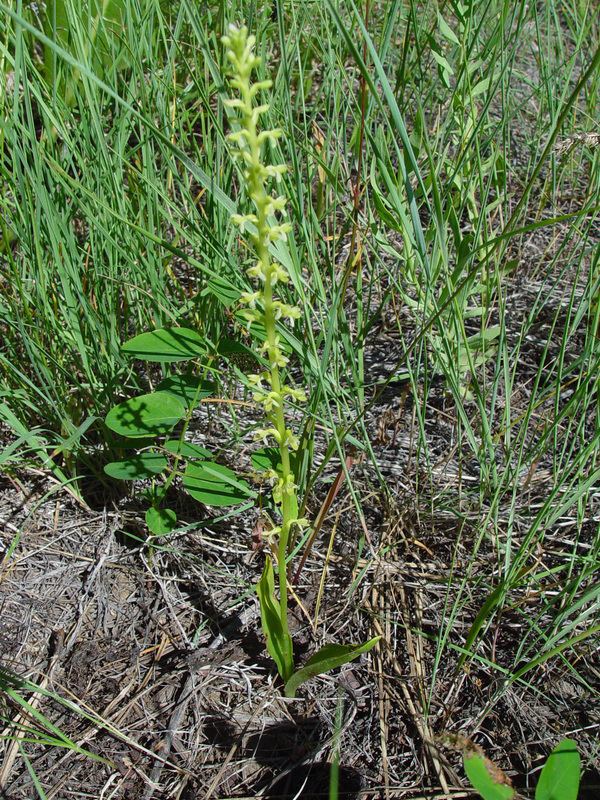 Piperia unalascensis Piperia unalascensis slenderspire orchid growisernet