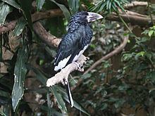 Piping hornbill httpsuploadwikimediaorgwikipediacommonsthu