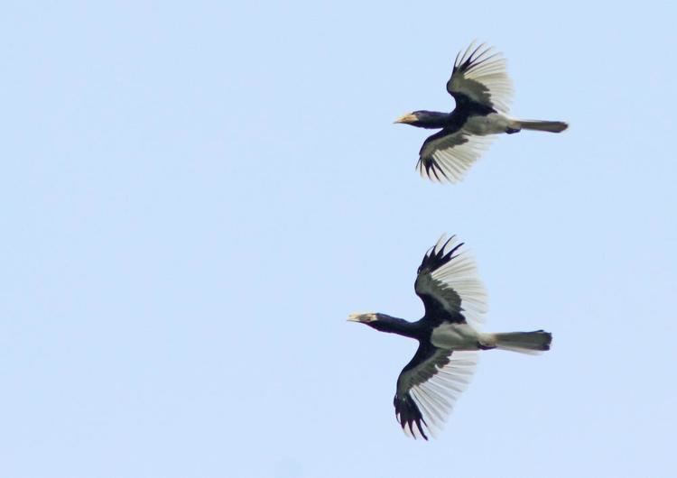 Piping hornbill Eastern Piping Hornbill Bycanistes sharpii videos photos and