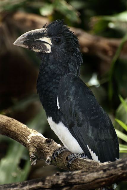 Piping hornbill The African Piping Hornbill PA Photography PhotoBlog